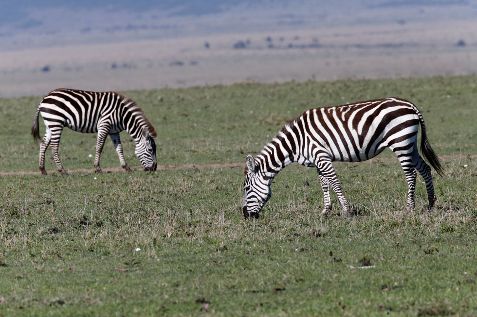 Imagen 68 de la galería de Masai Mara